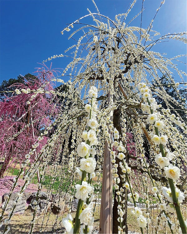 <京都>圧巻!三室戸寺の紅白250本のしだれ梅園ご観賞と黄檗山萬福寺の普茶料理【垂水・名谷・西鈴蘭台発】1
